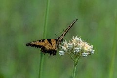 Eastern Tiger Swallowtail butterfly (Papilio glaucus) Eastern Tiger Swallowtail butterfly (Papilio glaucus)