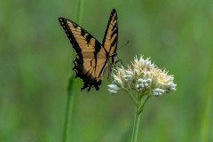 Eastern Tiger Swallowtail butterfly (Papilio glaucus) Eastern Tiger Swallowtail butterfly (Papilio glaucus)