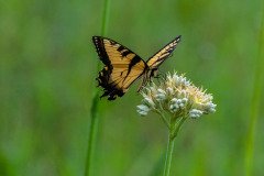 Eastern Tiger Swallowtail butterfly (Papilio glaucus) Eastern Tiger Swallowtail butterfly (Papilio glaucus)
