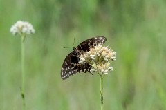 Palamedes Swallowtail butterfly (Papilio palamedes) Palamedes Swallowtail butterfly (Papilio palamedes)