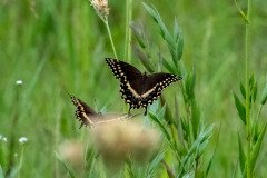 Palamedes Swallowtail butterfly (Papilio palamedes) Palamedes Swallowtail butterfly (Papilio palamedes)
