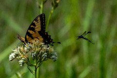 Eastern Tiger Swallowtail butterfly (Papilio glaucus) Eastern Tiger Swallowtail butterfly (Papilio glaucus)