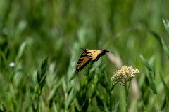 Eastern Tiger Swallowtail butterfly (Papilio glaucus) Eastern Tiger Swallowtail butterfly (Papilio glaucus)