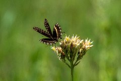 Palamedes Swallowtail butterfly (Papilio palamedes) Palamedes Swallowtail butterfly (Papilio palamedes)
