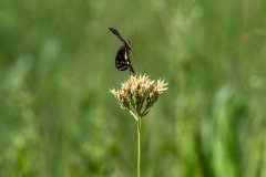 Palamedes Swallowtail butterfly (Papilio palamedes) Palamedes Swallowtail butterfly (Papilio palamedes)
