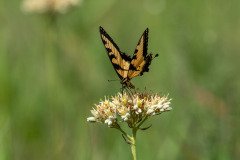 Eastern Tiger Swallowtail butterfly (Papilio glaucus) Eastern Tiger Swallowtail butterfly (Papilio glaucus)