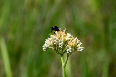 American Bumble Bee on Spiritweed American Bumble Bee on Spiritweed