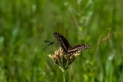 Palamedes Swallowtail butterfly (Papilio palamedes) Palamedes Swallowtail butterfly (Papilio palamedes)