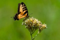 Eastern Tiger Swallowtail butterfly (Papilio glaucus) Eastern Tiger Swallowtail butterfly (Papilio glaucus)