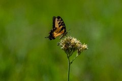 Eastern Tiger Swallowtail butterfly (Papilio glaucus) Eastern Tiger Swallowtail butterfly (Papilio glaucus)