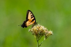 Eastern Tiger Swallowtail butterfly (Papilio glaucus) Eastern Tiger Swallowtail butterfly (Papilio glaucus)
