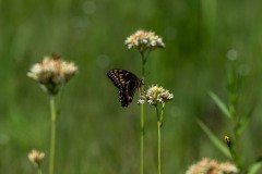 Palamedes Swallowtail butterfly (Papilio palamedes) Palamedes Swallowtail butterfly (Papilio palamedes)