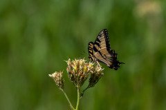 Eastern Tiger Swallowtail butterfly (Papilio glaucus)