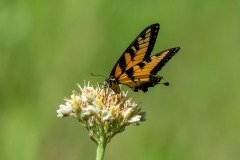 Eastern Tiger Swallowtail butterfly (Papilio glaucus)
