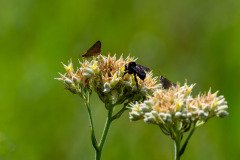 Fiery Skipper butterflies, American Bumble Bee