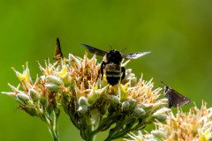 Fiery Skipper butterflies, American Bumble Bee