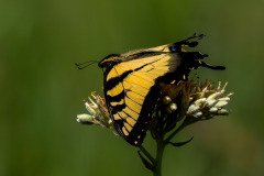 Eastern Tiger Swallowtail butterfly (Papilio glaucus)t