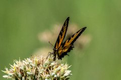 Eastern Tiger Swallowtail butterfly (Papilio glaucus)