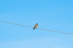 Morning Dove Morning Dove