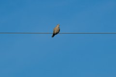 urasian Collared-Dove urasian Collared-Dove