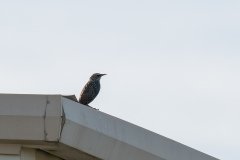 Common Starling Common Starling