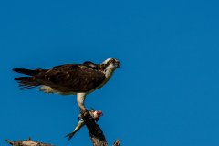 Osprey with breakfast Osprey with breakfast