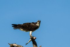 Osprey with breakfast Osprey with breakfast