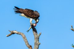 Osprey with breakfast Osprey with breakfast