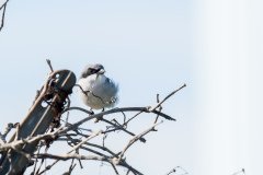 Loggerhead Shrike Loggerhead Shrike