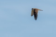 American kestrel with a lizard American kestrel with a lizard