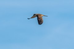 American kestrel American kestrel