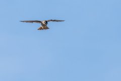 American kestrel hunting American kestrel hunting