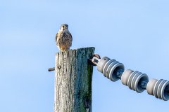 American kestrel American kestrel