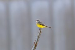 Western Kingbird Western Kingbird