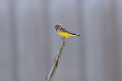 Western Kingbird Western Kingbird