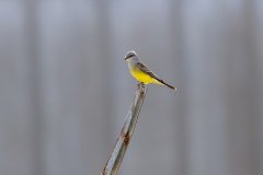 Western Kingbird Western Kingbird