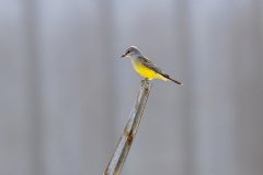 Western Kingbird Western Kingbird