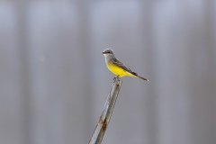 Western Kingbird Western Kingbird