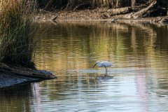 Snowy Egret Snowy Egret