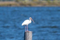 American white ibis American white ibis