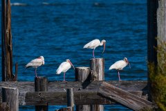 American white ibis American white ibis