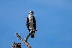 Osprey Osprey