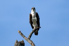 Osprey Osprey