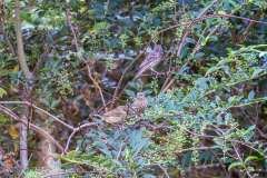ZZ81517-Edit_3 ZZ81517-Edit_3
