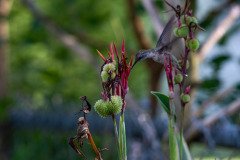Hummingbird on Canna lily Hummingbird on Canna lily