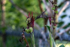 Hummingbird on Canna lily Hummingbird on Canna lily