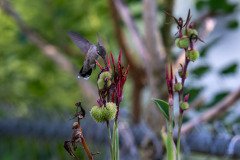 Hummingbird on Canna lily Hummingbird on Canna lily