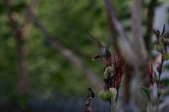 Hummingbird on Canna lily Hummingbird on Canna lily
