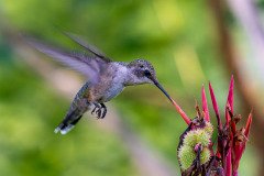Hummingbird on Canna lily Hummingbird on Canna lily