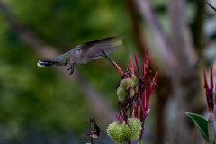 Hummingbird on Canna lily Hummingbird on Canna lily